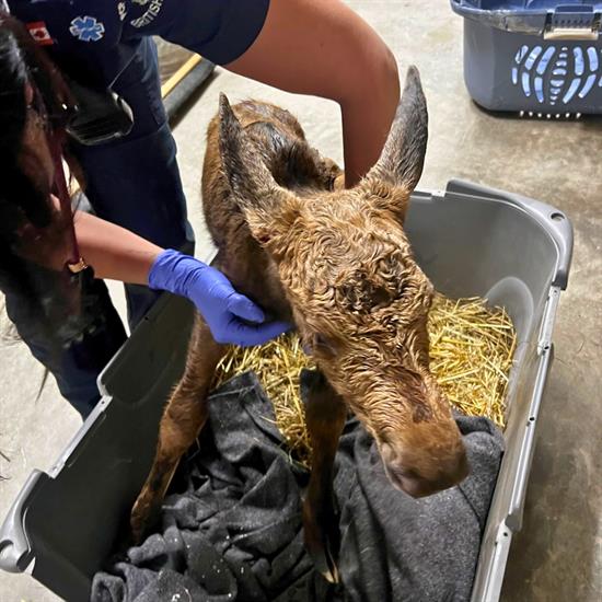 Paramedic Jennifer helping the baby moose stand